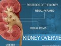 kidney什么意思,kidney中文翻译,kidney用法及例句,kidney怎么读