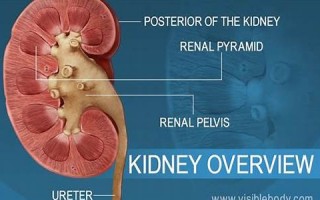 kidney什么意思,kidney中文翻译,kidney用法及例句,kidney怎么读